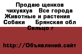 Продаю щенков чихуахуа - Все города Животные и растения » Собаки   . Брянская обл.,Сельцо г.